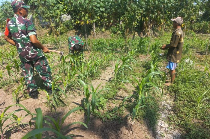 Dukung Swasembada Pangan, Babinsa Koramil 0804/06 Maospati Bantu Petani Perawatan Jagung